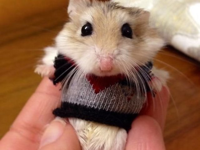 Hamster🐹