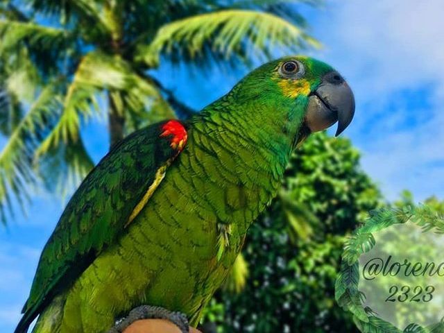 Papagaio🦜