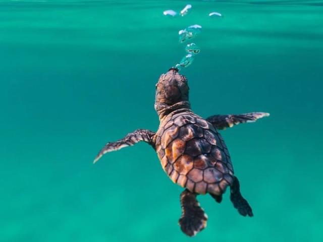 Tartaruga🐢