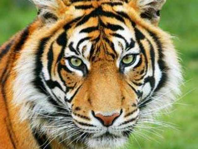 Tigre