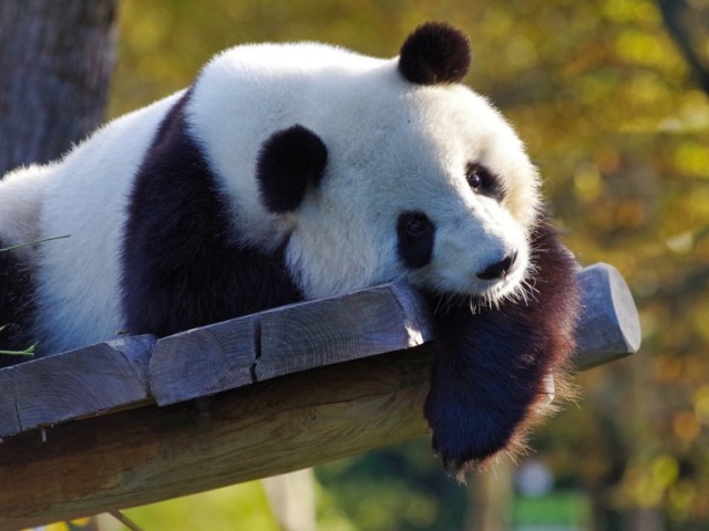 Panda