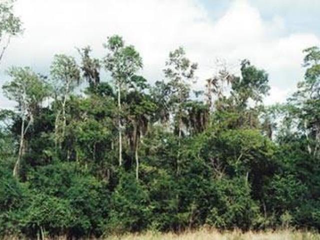 Pela floresta