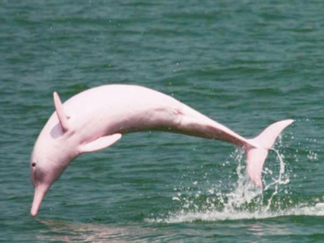 Boto Cor de Rosa