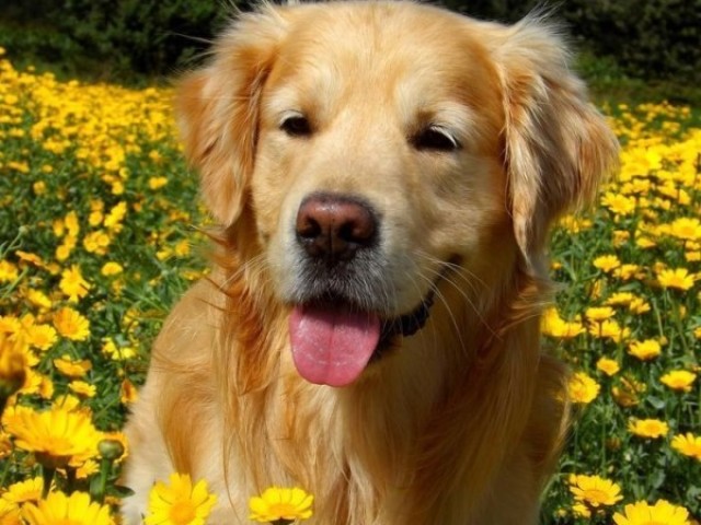 Golden Retriever