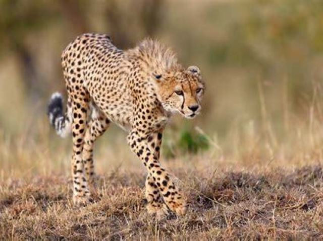 GUEPARDO / CHEETA
