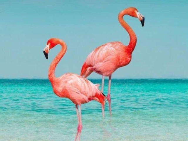 Flamingo