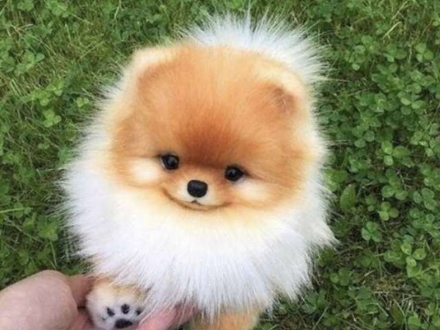 Lulu da Pomerânea