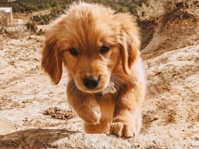 Golden retriever