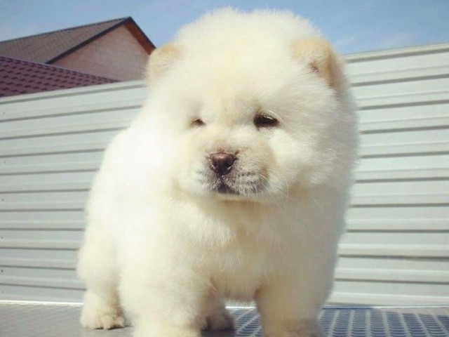 Chowchow