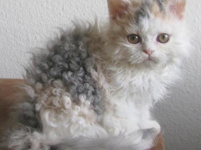 Selkirk Rex é tão perfeito <3