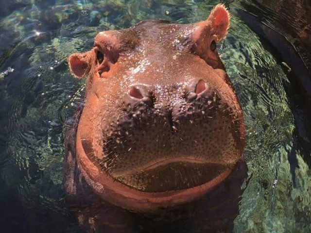 A família Hippopotamidae, contando somente com hipopótamos.