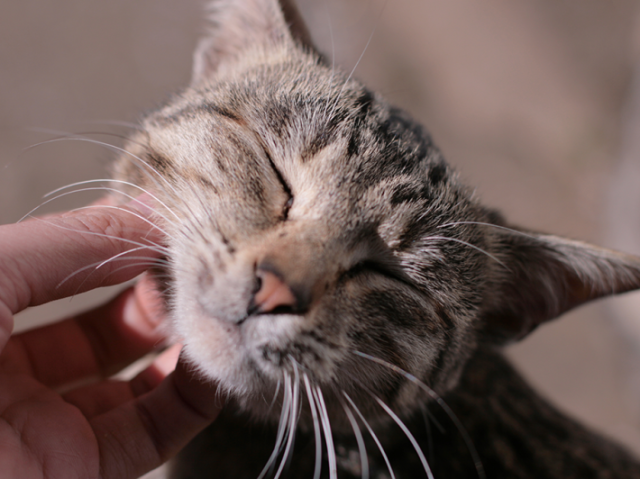 Um gato: são inteligentes e astutos iguais a mim