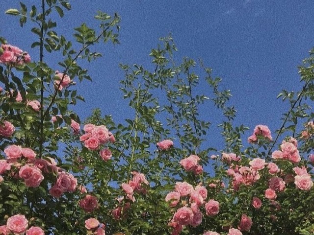 Tumblr