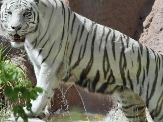 Tigre branco