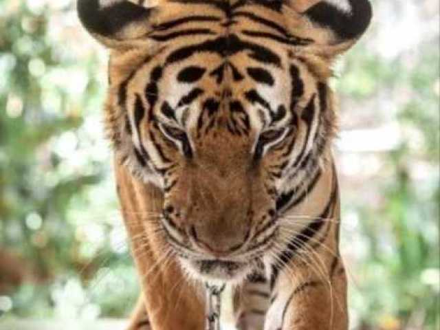 Tigre