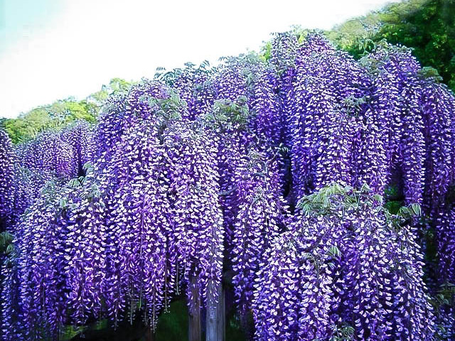 Glicínias (Wisteria)