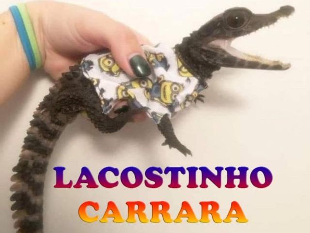 Lacostinho Carrara