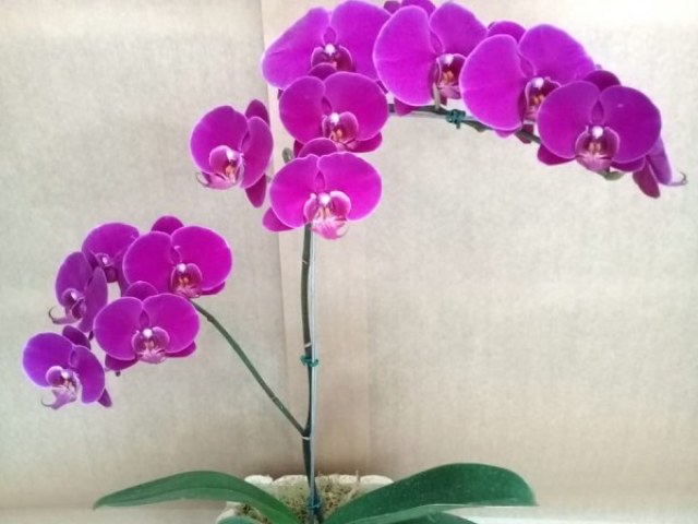 Orquídea