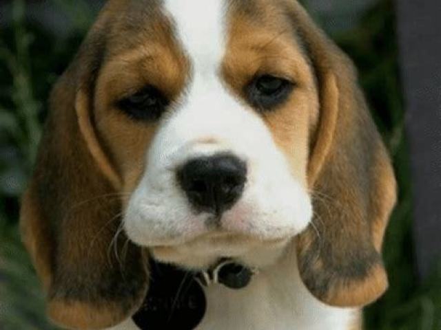 Cachorro