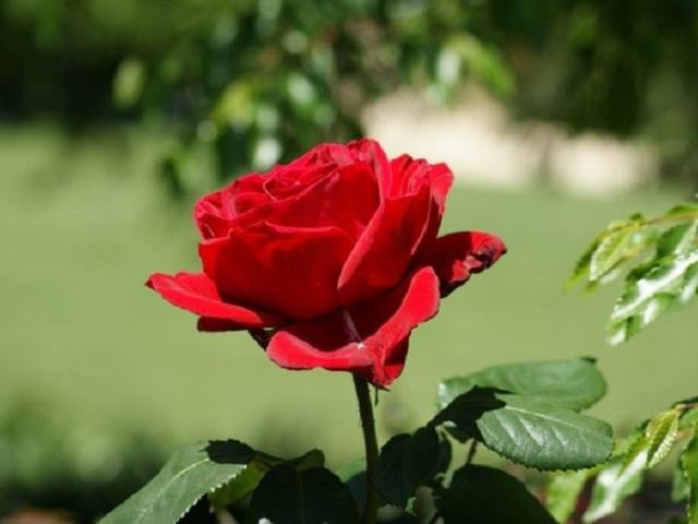 Rosa