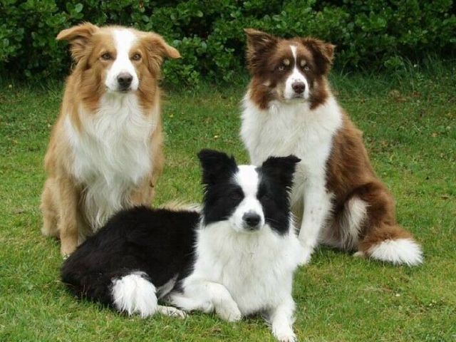 Border Collie