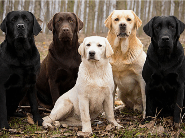Labrador