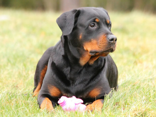 Rottweiler