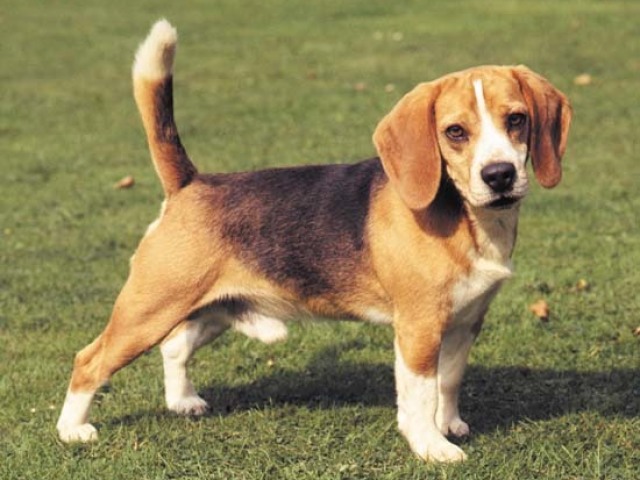 Beagle