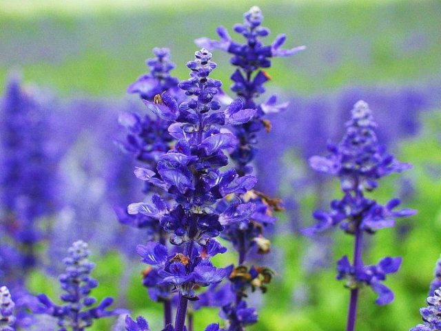 Lavanda