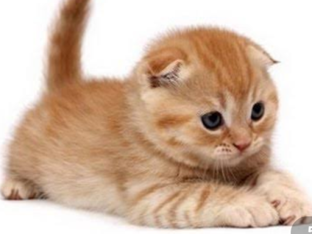 Gato