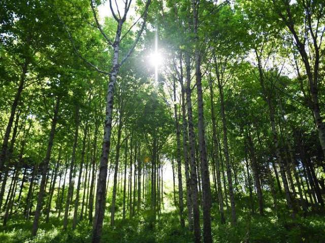 Qual floresta você seria?