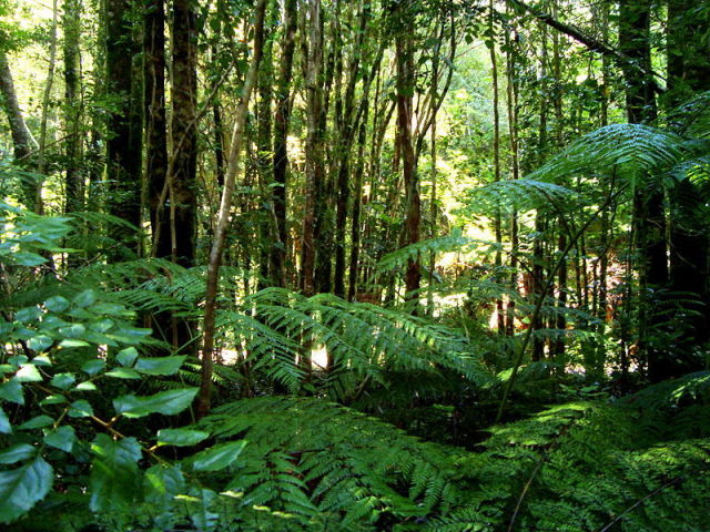 Floresta Tropical