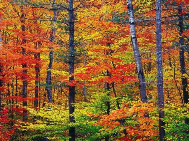 Floresta Temperada