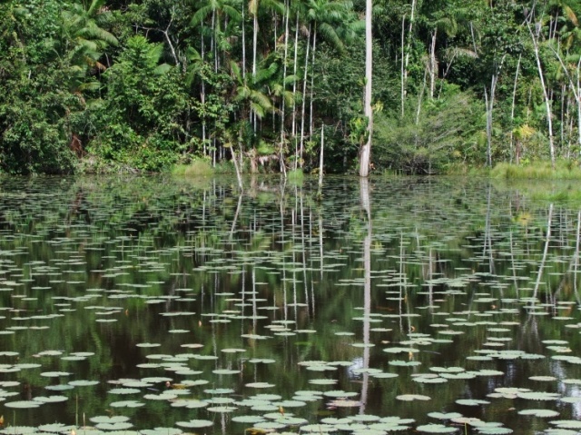 Floresta de várzea