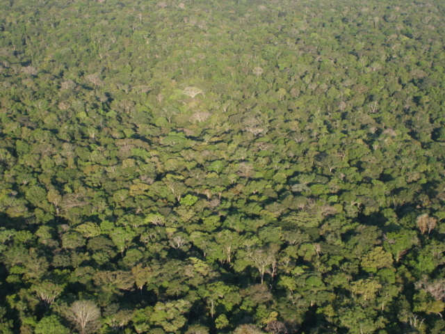 Floresta de terra firme