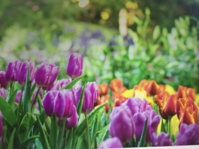 Primavera🌷