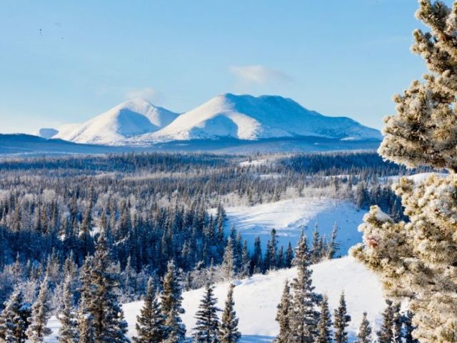 Taiga