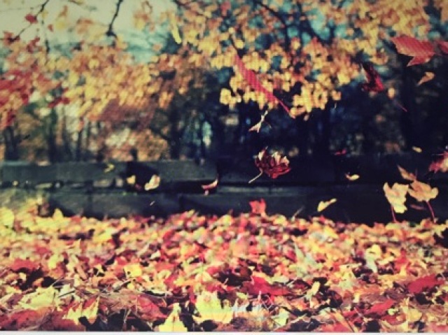 Outono🍁