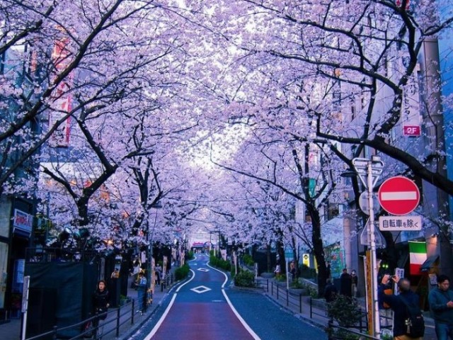 Parque de sakuras