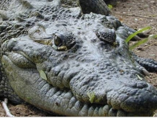 Crocodilo