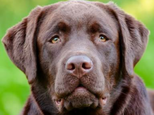 Retriver de Labrador, mais fofo e mais grande