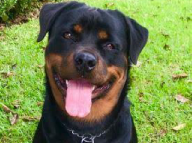 Vamos apelar as coisas, meu rotweiller?