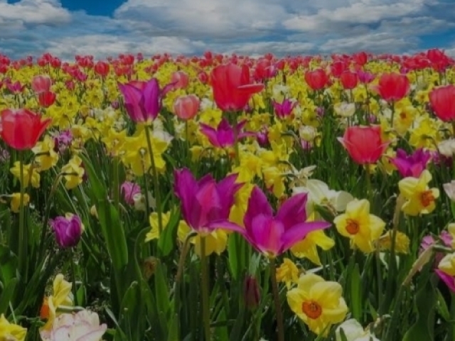 Primavera