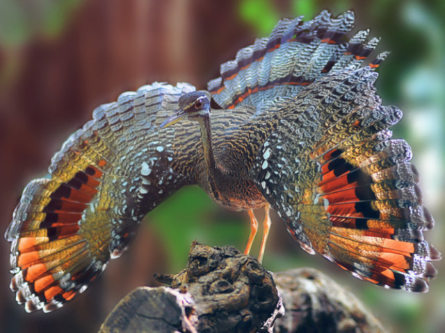 Você conhece as aves brasileiras?