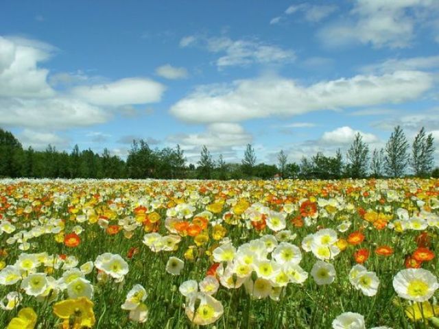 Em um campo florido (Que tal só vocês dois?)