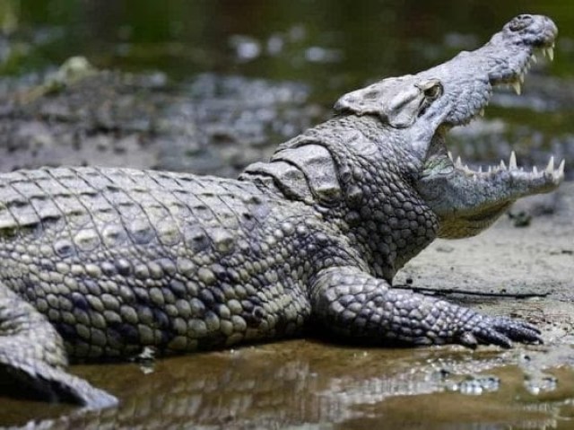 O que você sabe sobre crocodilos?