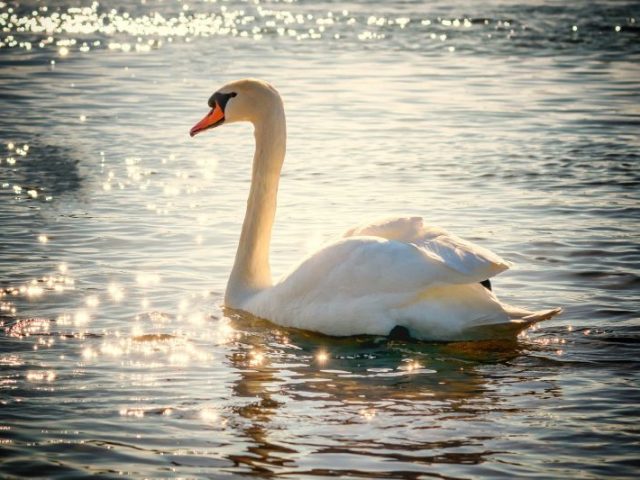 O Cisne