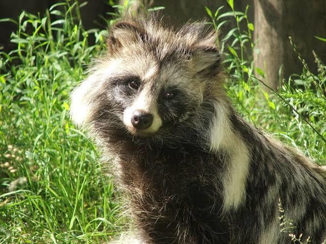 Cão-guaxinim (tanuki)