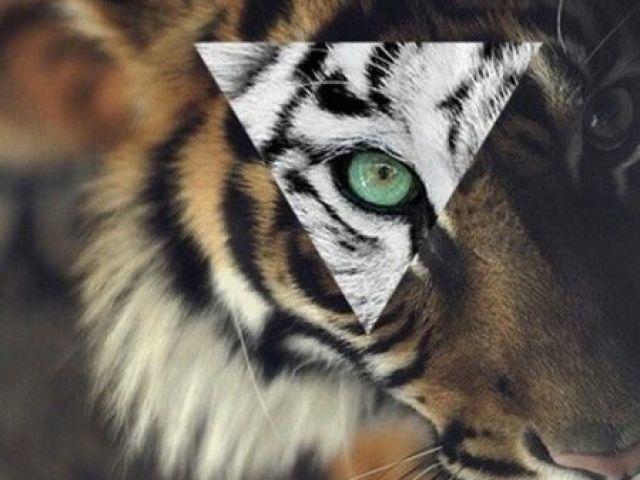 Tigre