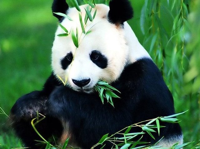 Pandaa